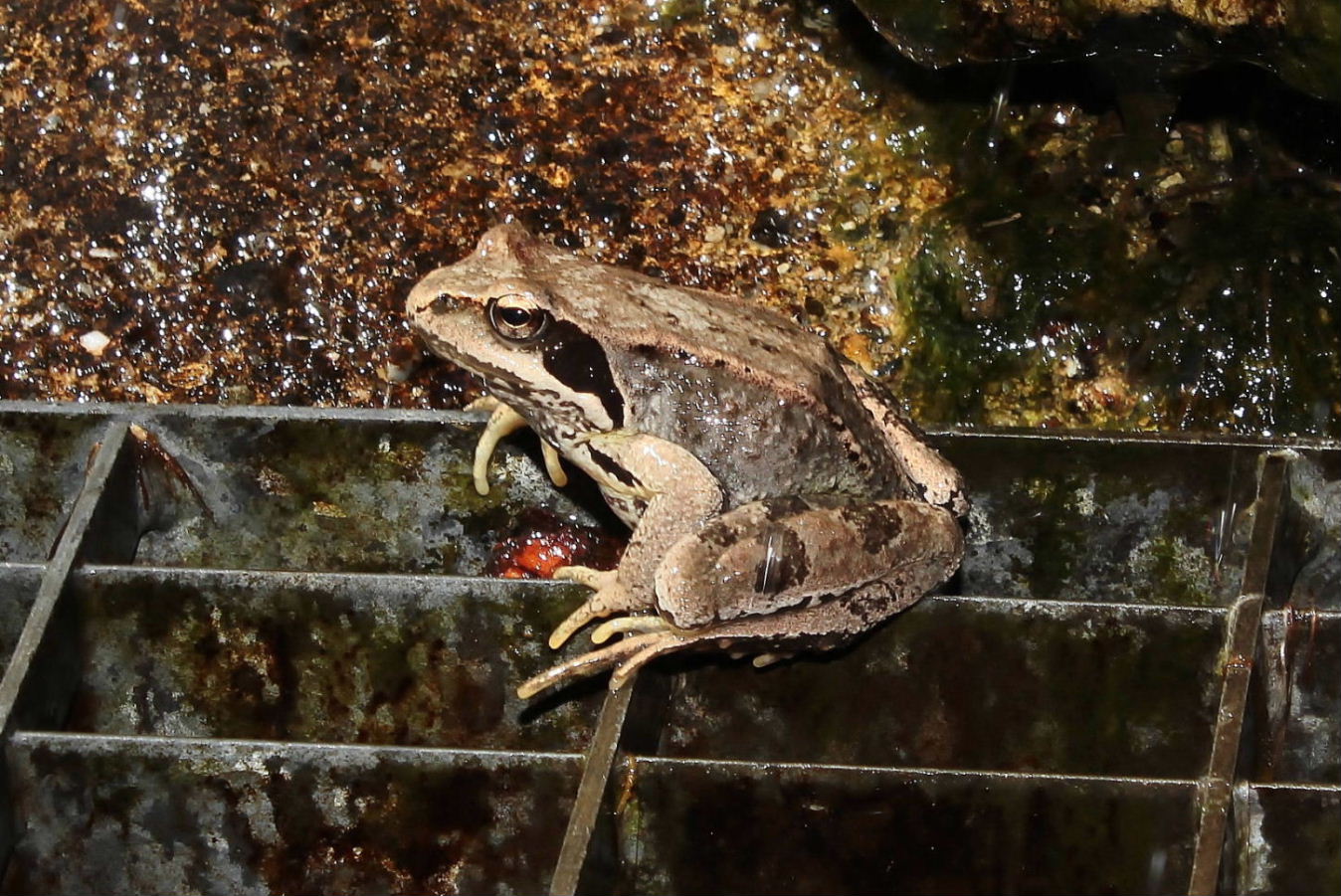 Rana dalmatina ?? - Rana temporaria